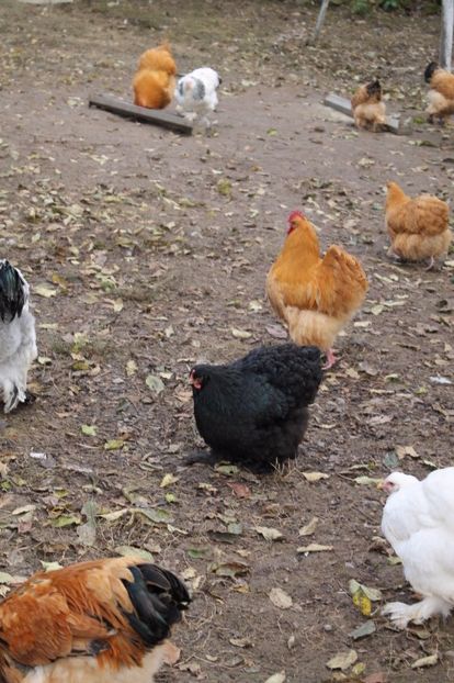  - Tineret 21 noiembrie 2017