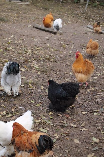  - Tineret 21 noiembrie 2017