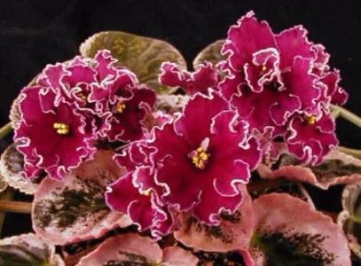 Raspberry Rampage poza net - ZZ Raspberry Rampage