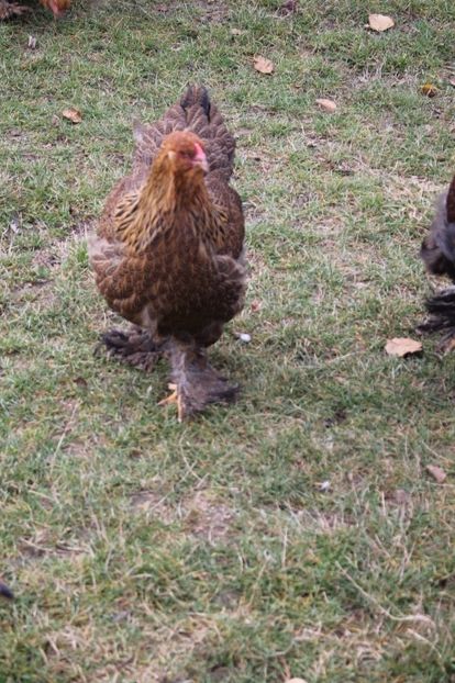  - Tineret 21 noiembrie 2017