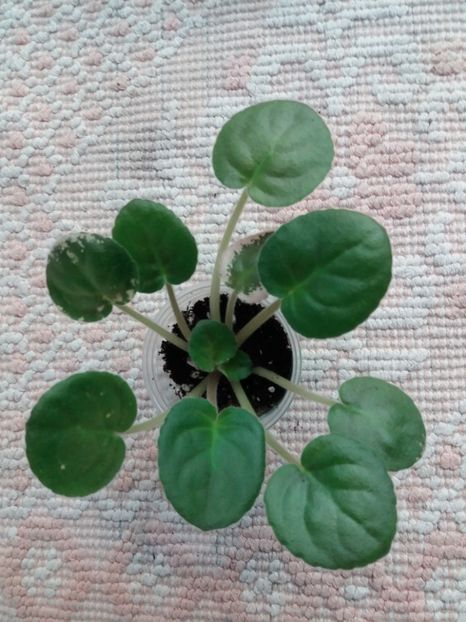 21 nov - ZZ Raspberry Rampage