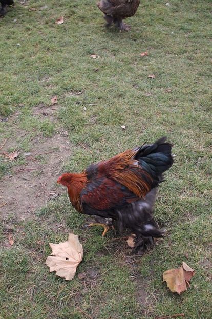  - Tineret 21 noiembrie 2017