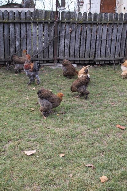  - Tineret 21 noiembrie 2017