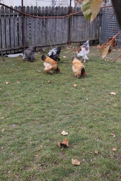  - Tineret 21 noiembrie 2017