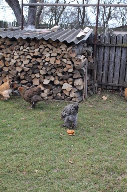  - Tineret 21 noiembrie 2017