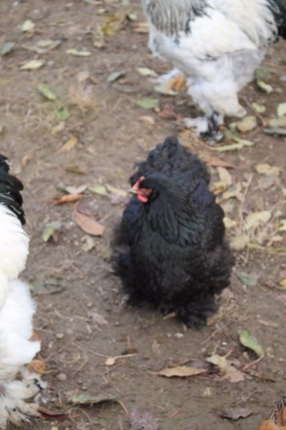  - Tineret 21 noiembrie 2017