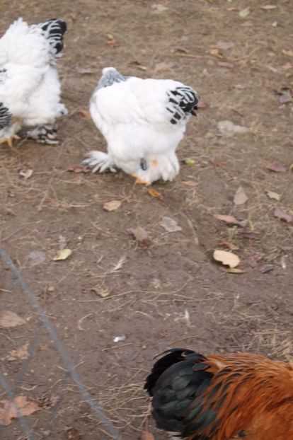  - Tineret 21 noiembrie 2017