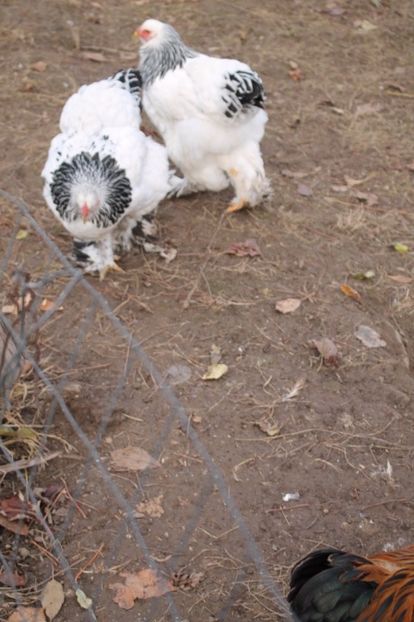  - Tineret 21 noiembrie 2017