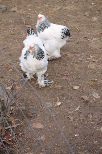  - Tineret 21 noiembrie 2017