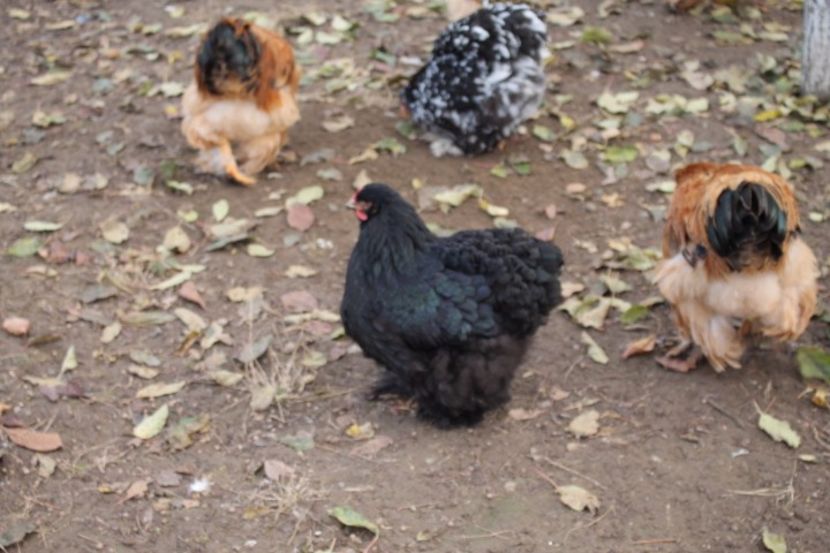  - Tineret 21 noiembrie 2017