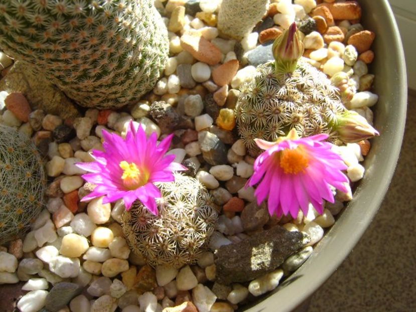 Mammillaria hernandezii - Cactusi 2017 final de an
