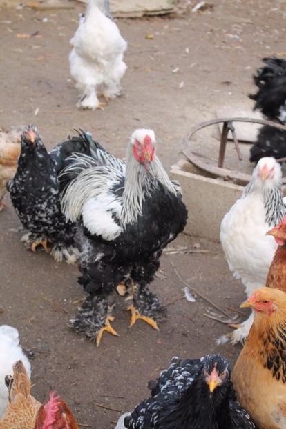  - Tineret 21 noiembrie 2017