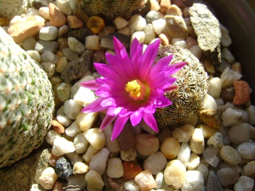 Mammillaria hernandezii - Cactusi 2017 final de an