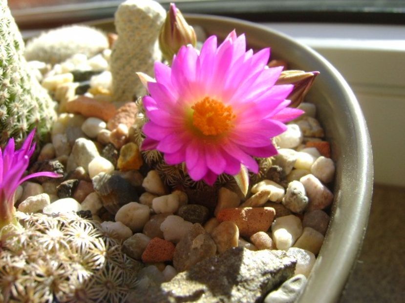 Mammillaria hernandezii - Cactusi 2017 final de an