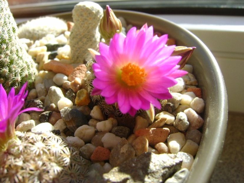 Mammillaria hernandezii - Cactusi 2017 final de an
