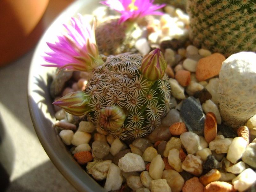 Mammillaria hernandezii - Cactusi 2017 final de an