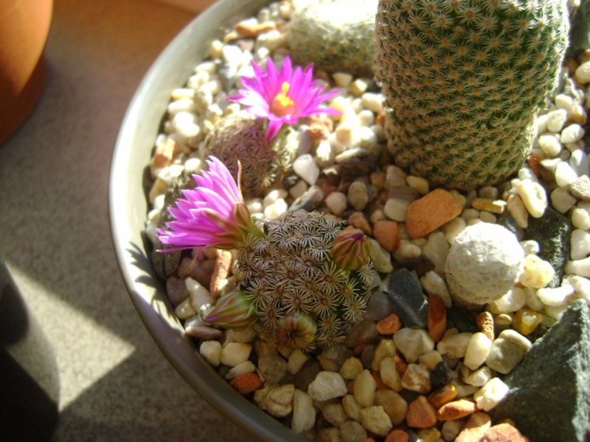 Mammillaria hernandezii - Cactusi 2017 final de an