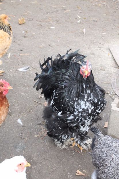  - Tineret 21 noiembrie 2017