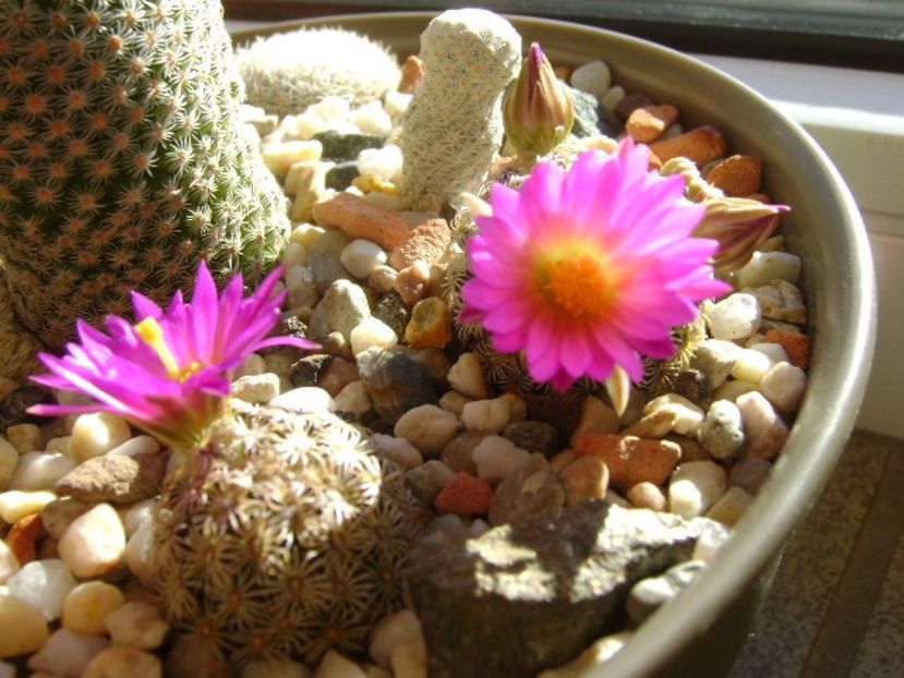 Mammillaria hernandezii - Cactusi 2017 final de an
