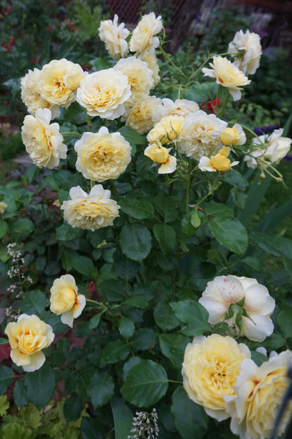  - The Sun and the Heart