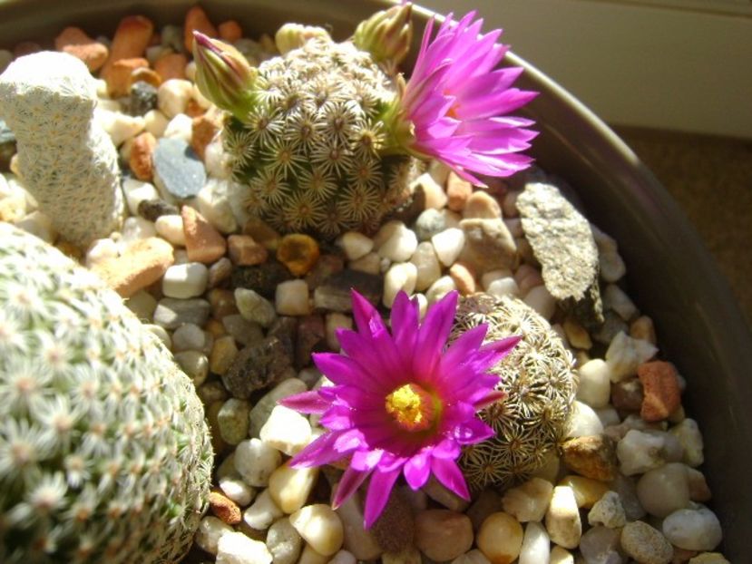 20 nov. 2017: Mammillaria hernandezii - Flori in plina iarna