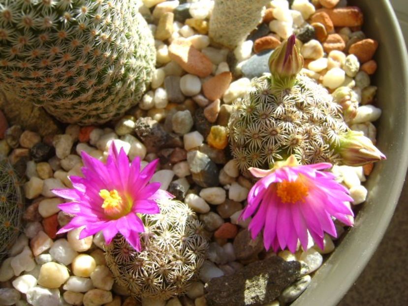 25 nov. 2017: Mammillaria hernandezii - Flori in plina iarna