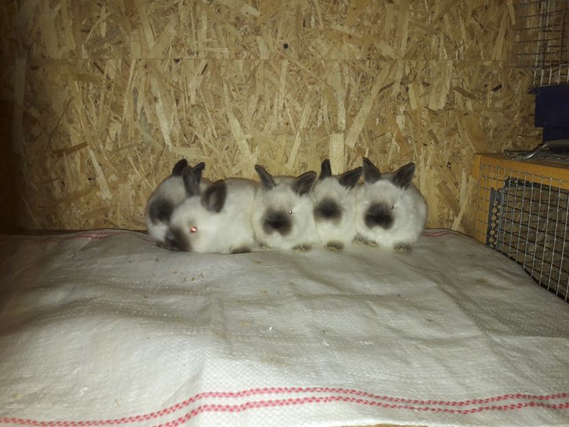  - c pui californieni