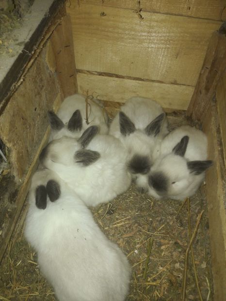  - c pui californieni