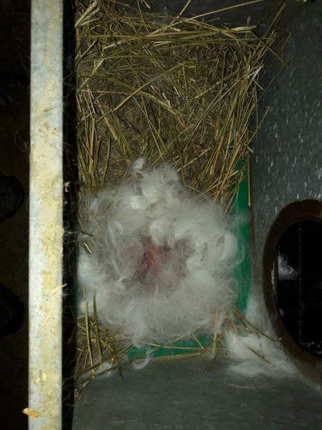  - c pui californieni