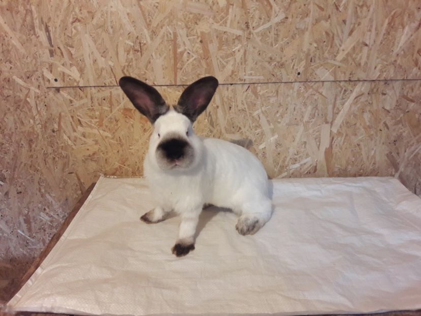  - c pui californieni