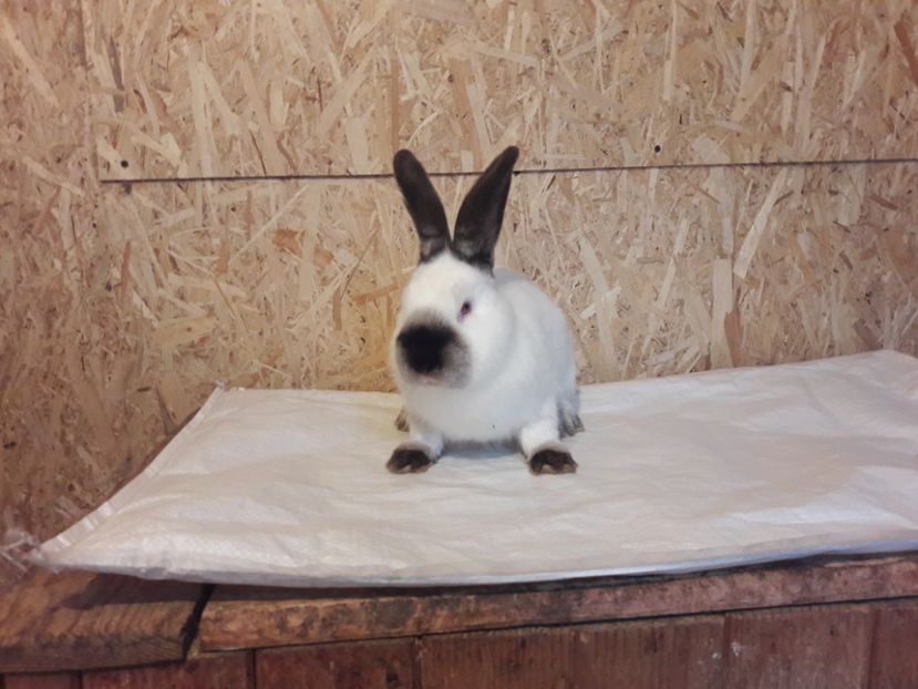  - c pui californieni