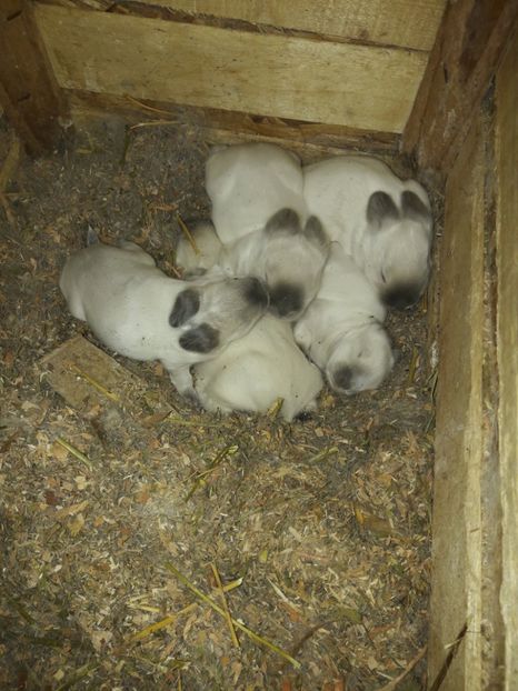  - c pui californieni