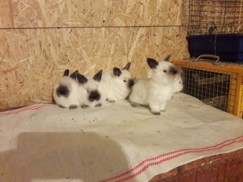  - c pui californieni