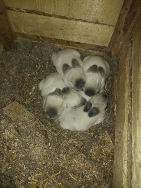  - c pui californieni