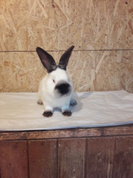  - c pui californieni