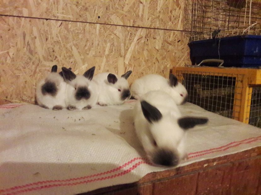  - c pui californieni