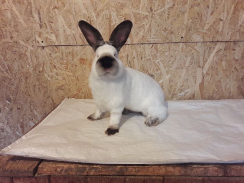 20171024_140820(0) - c pui californieni