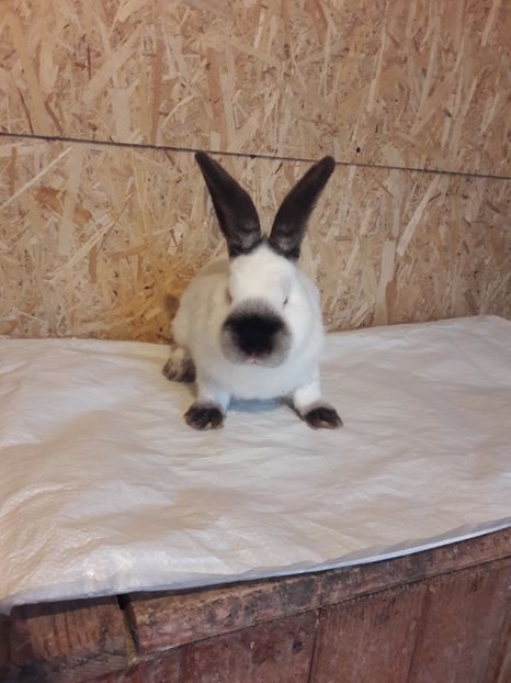  - c pui californieni