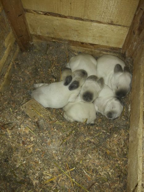  - c pui californieni