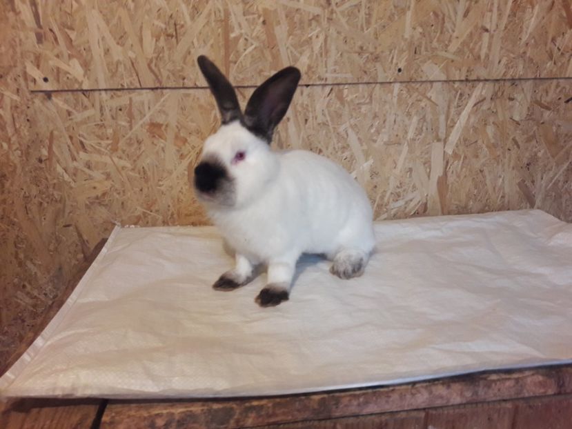  - c pui californieni