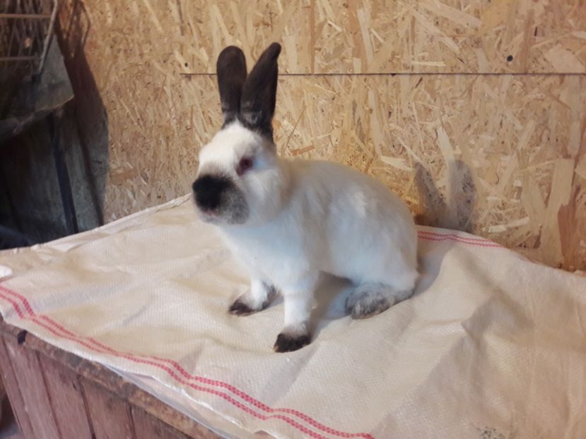  - c pui californieni