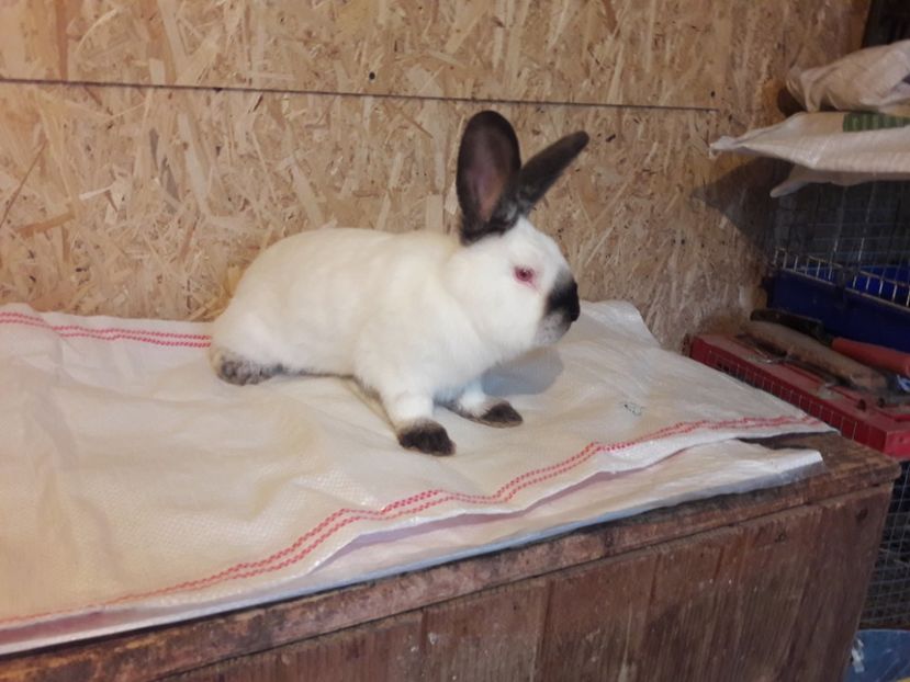  - c pui californieni