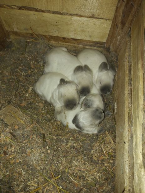  - c pui californieni