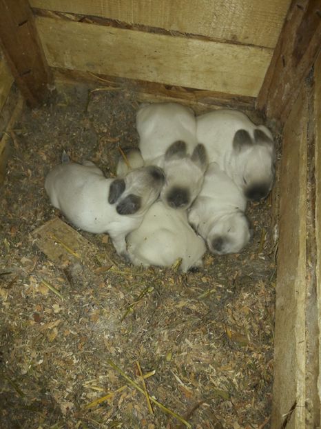  - c pui californieni