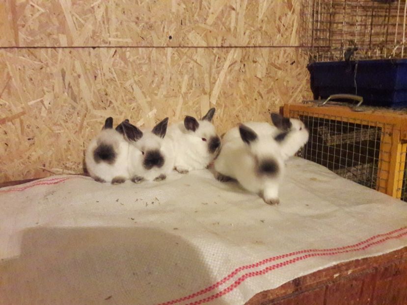  - c pui californieni