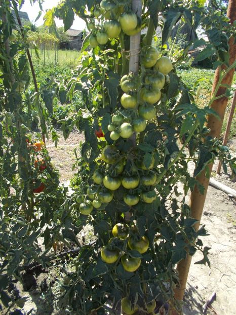  - SEMINTE ROSII DE IARNA - GIALO - GRAPPOLI - D INVERNO