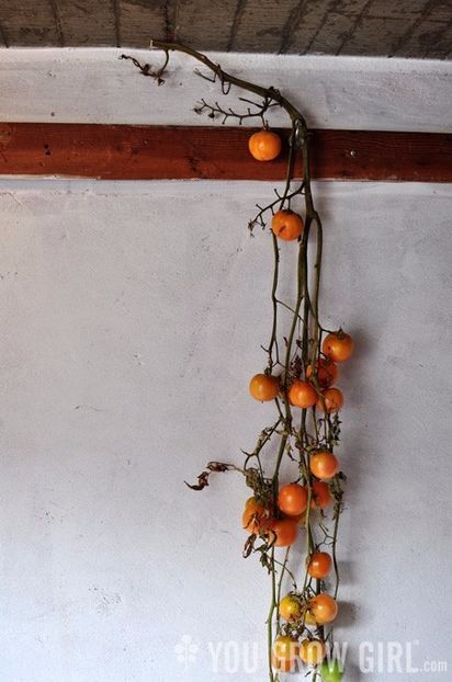  - SEMINTE ROSII DE IARNA - GIALO - GRAPPOLI - D INVERNO