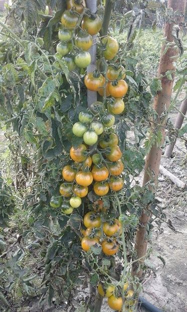  - SEMINTE ROSII DE IARNA - GIALO - GRAPPOLI - D INVERNO