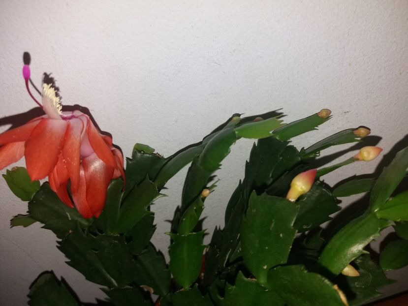  - Florile mele în noiembrie 2017