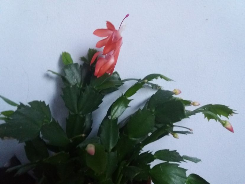  - Florile mele în noiembrie 2017